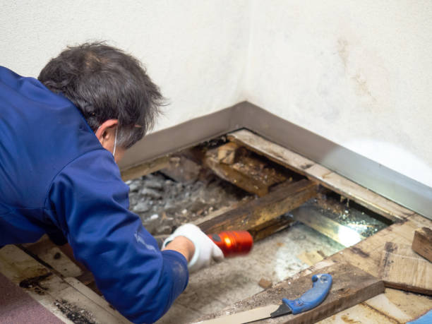 Best Emergency Mold Removal  in Lake Summerset, IL