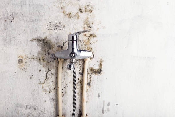 Best Black Mold Removal  in Lake Summerset, IL