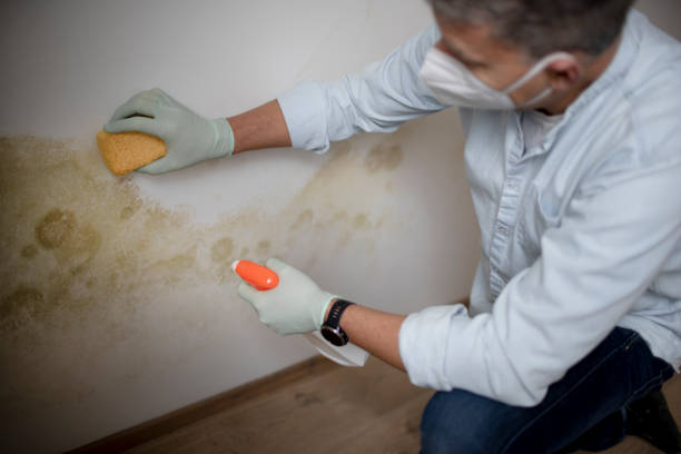 Mold Removal Process in Lake Summerset, IL