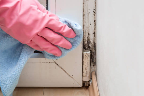 Best Residential Mold Removal  in Lake Summerset, IL